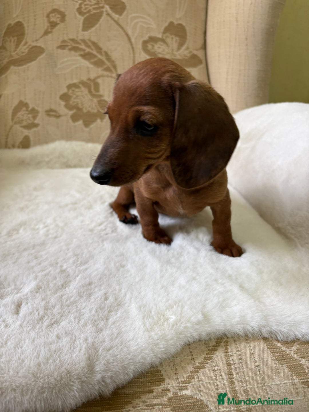 Teckel Miniatura perros en venta: Teckel kaninchen cachorro macho  - Imagen 9