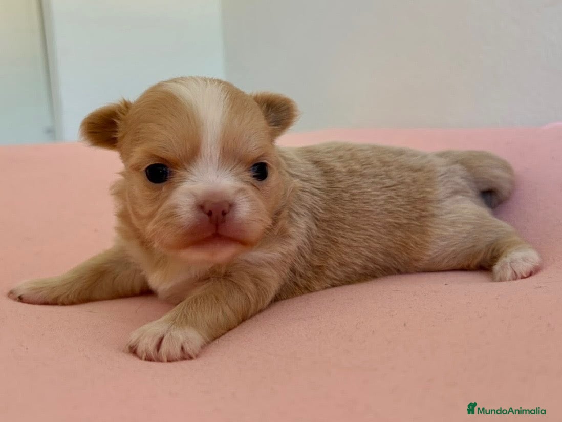 Chihuahua perros PRECIOSA CHIHUAHUA LÍNEA RUSA CABEZA DE MANZANA  - Anuncio 2