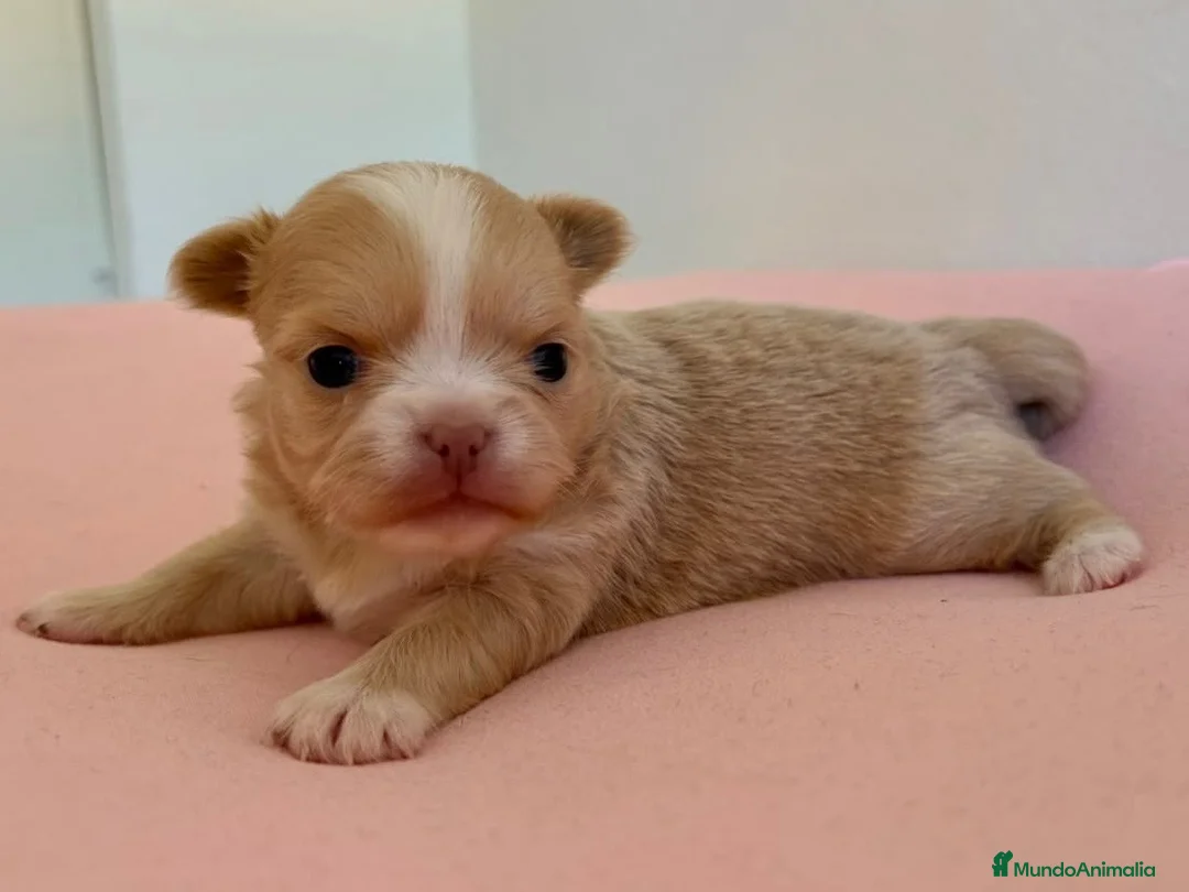 Chihuahua perros en venta: PRECIOSA CHIHUAHUA LÍNEA RUSA CABEZA DE MANZANA  - Anuncio 1