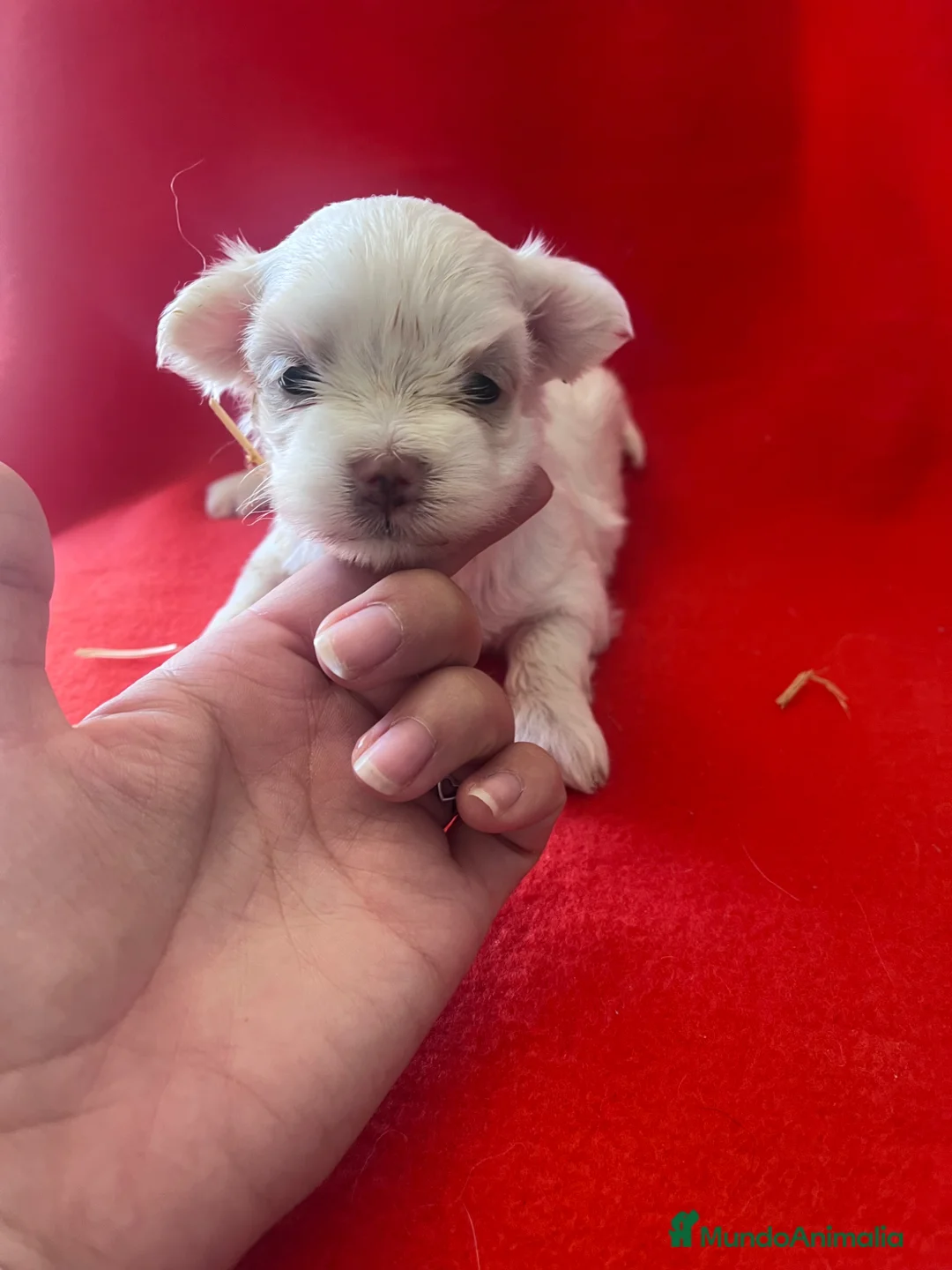 Bichón Maltés perros en venta: PRECIOSA BICHON MALTÉS TOY - Anuncio 1