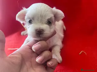 Bichón Maltés perros PRECIOSA BICHON MALTÉS TOY - Anuncio 1