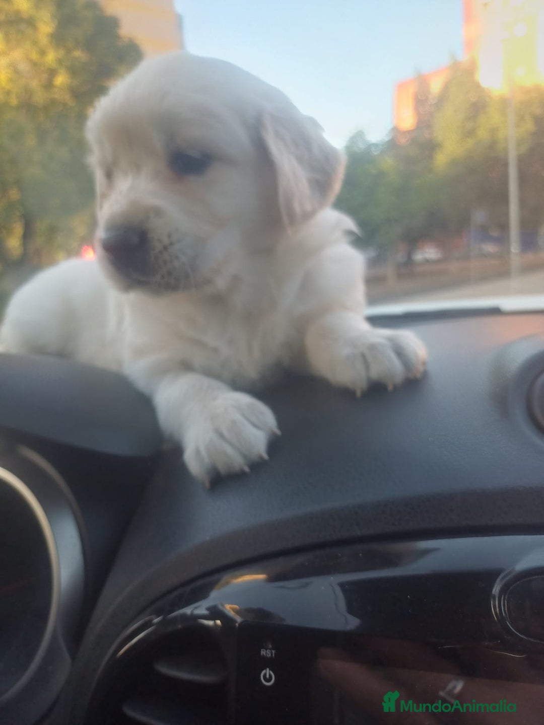 Golden Retriever perros en venta: Macho de golden retriever  - Imagen 3