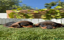 Teckel Miniatura perros en venta: TECKEL MINIATURA MACHO - Imagen 19