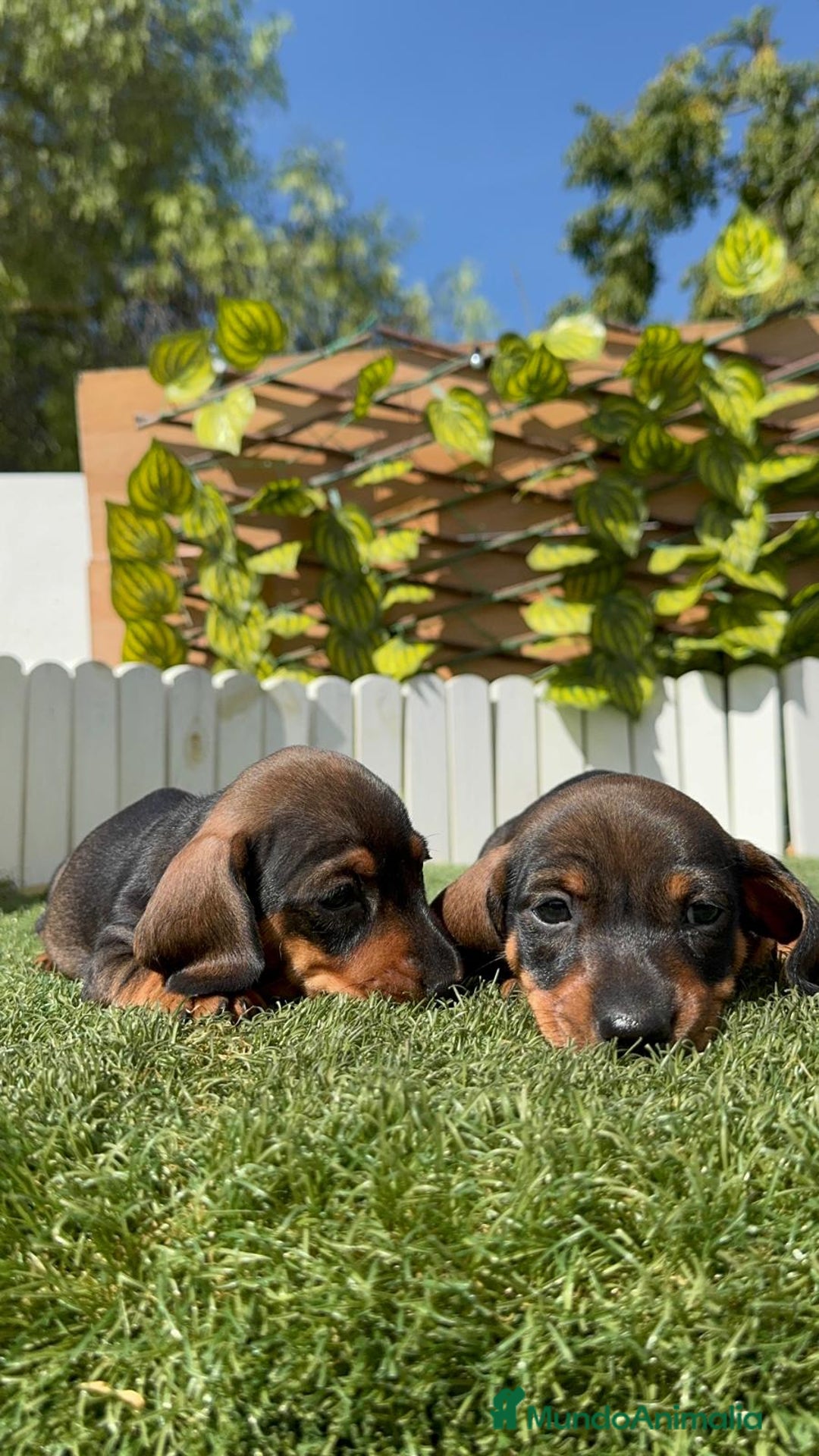 Teckel Miniatura perros en venta: TECKEL MINIATURA MACHO - Imagen 19