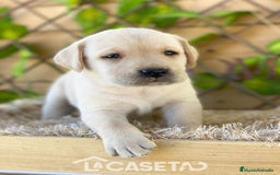 Labrador Retriever perros en venta: Camada de Helena  - Imagen 6