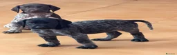 Braco Alemán de Pelo Corto perros en venta: Camada Braco Alemán  - Anuncio 4
