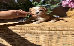 Maltipoo perros en venta: Maltipoo hembra Toy disponible  - Imagen 3
