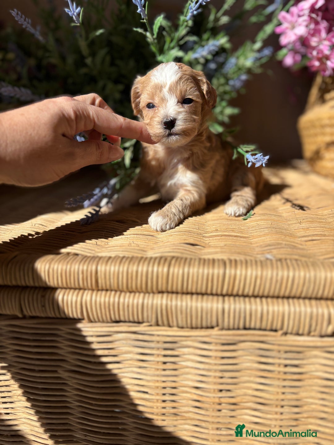 Maltipoo perros en venta: Maltipoo hembra Toy disponible  - Imagen 3