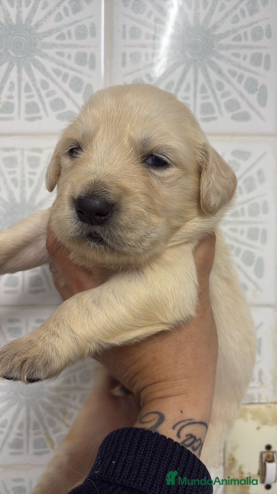 Golden Retriever perros en venta: Golden Retriever  - Anuncio 1