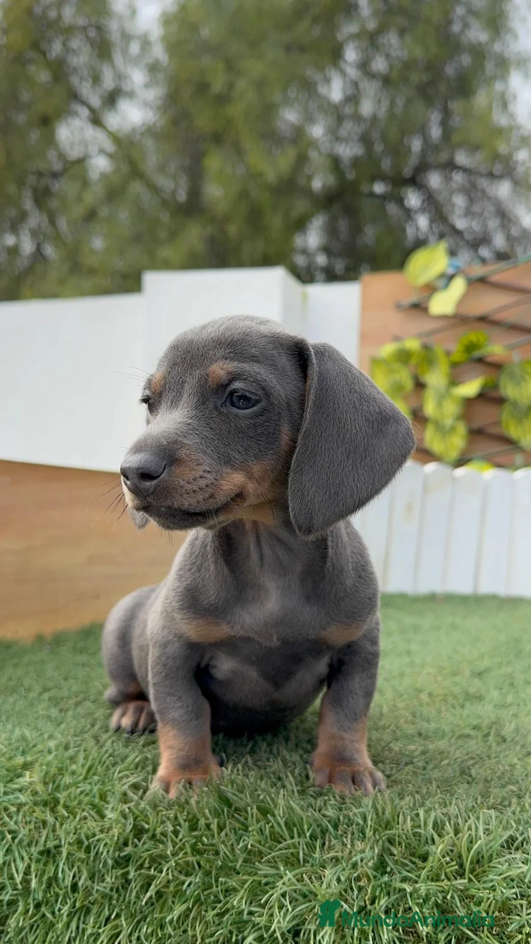 Teckel Miniatura perros en venta: TECKEL MINIATURA HEMBRA - Anuncio 2