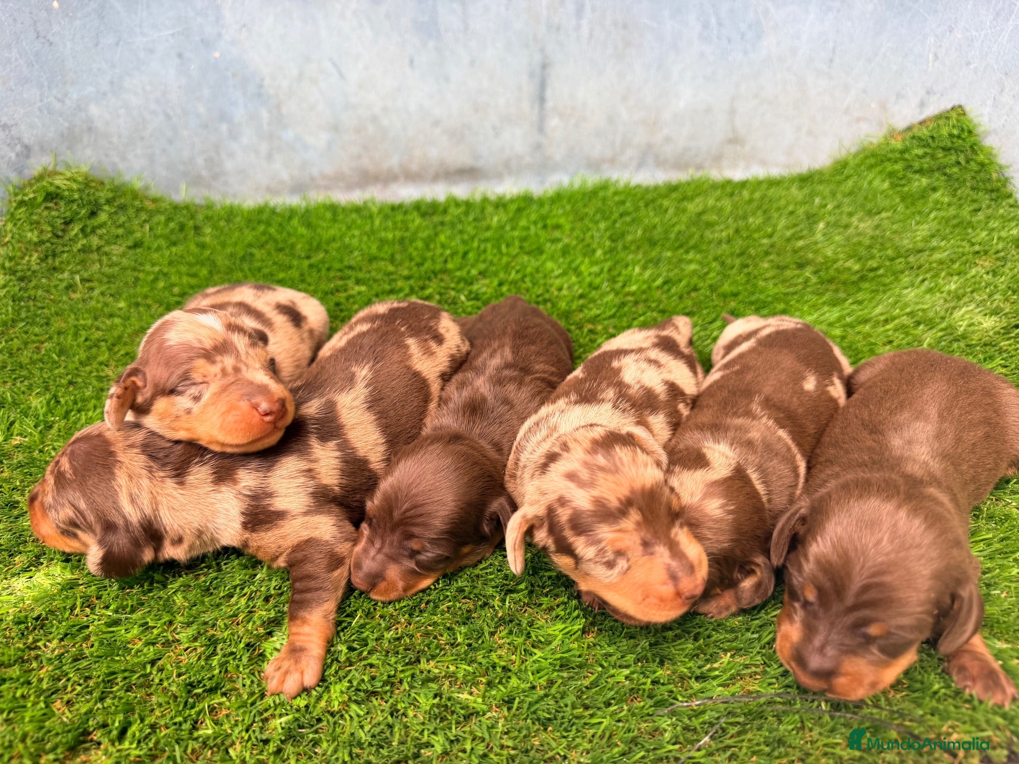 Teckel Miniatura perros TECKELS MINIATURA - Anuncio 1