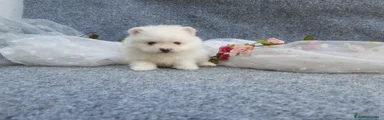 Pomerania Cachorro 4