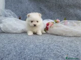 Pomerania Cachorro 4