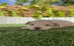 Maltipoo perros en venta: MALTIPOO  - Imagen 3