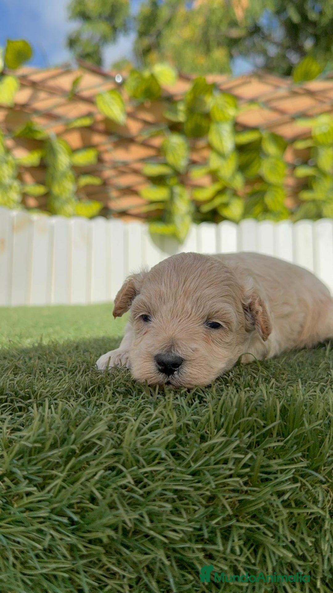 Maltipoo perros en venta: MALTIPOO  - Imagen 3