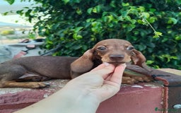 Teckel Miniatura perros en venta: Cachorrito teckel precio real  - Imagen 3