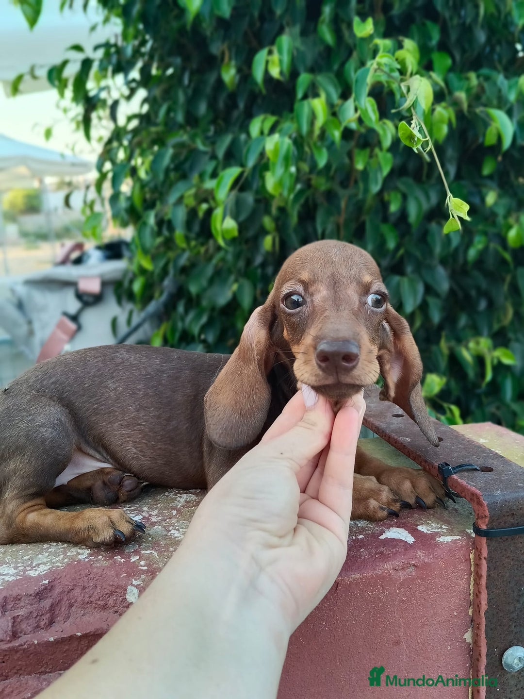 Teckel Miniatura perros en venta: Cachorrito teckel precio real  - Imagen 3