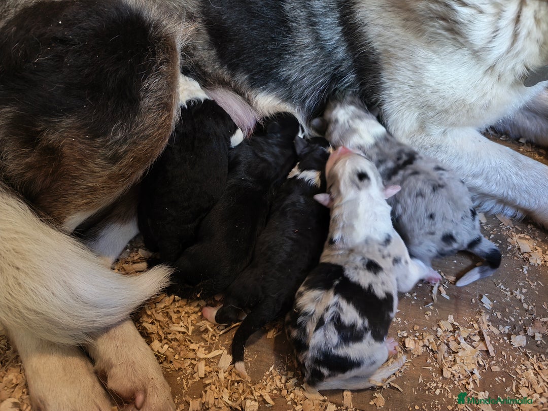 Border Collie perros en venta: Se venden border collie  - Anuncio 5