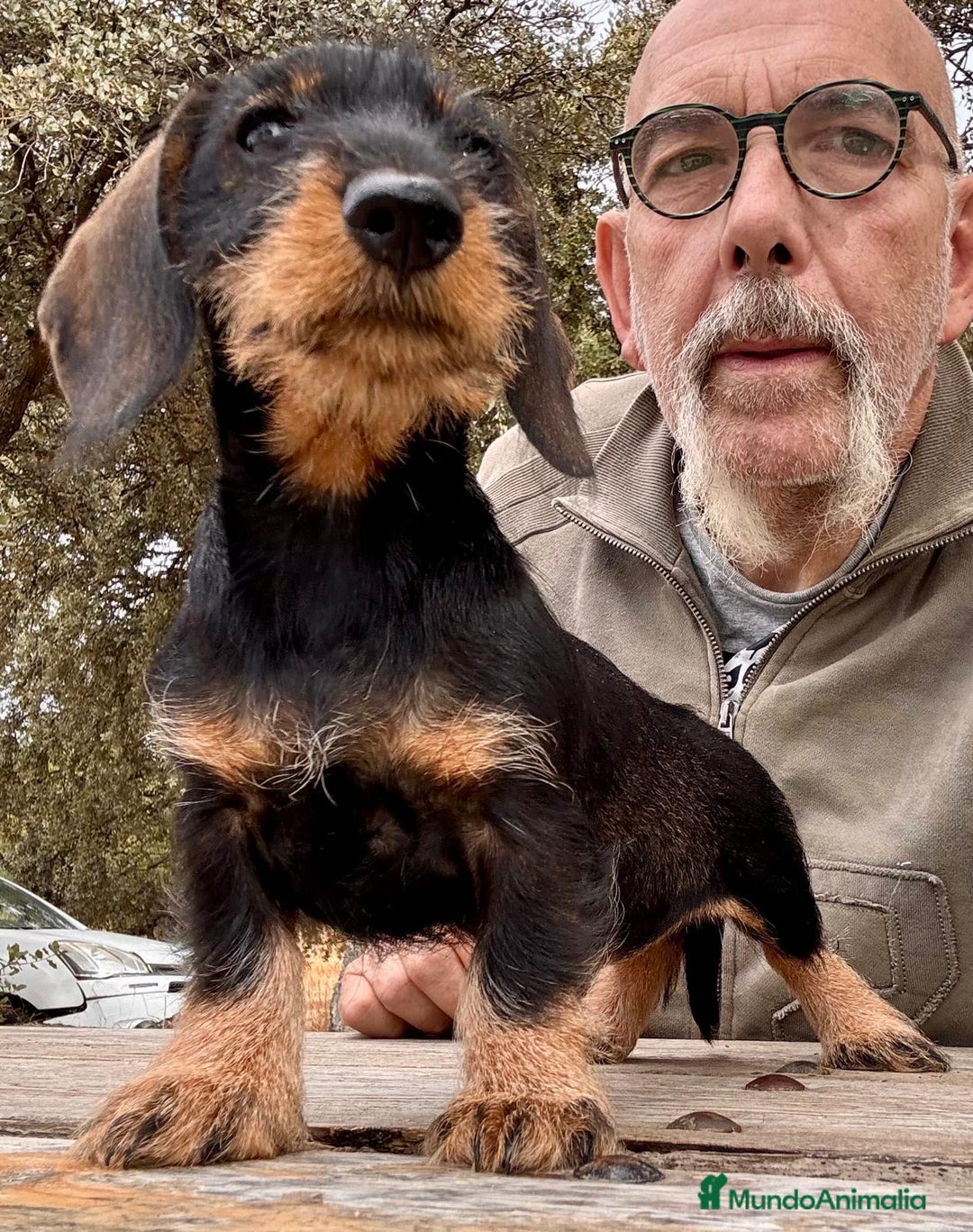 Teckel Miniatura perros en venta: Teckel miniatura  - Imagen 2