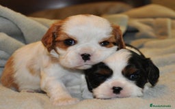 Cavalier King Charles Spaniel perros en venta: Cachorros Cavalier pura raza 🥇✨ - Imagen 3