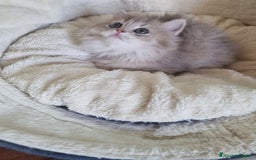 Británico de Pelo Corto gatos en venta: British Chinchilla Lillac - Imagen 4