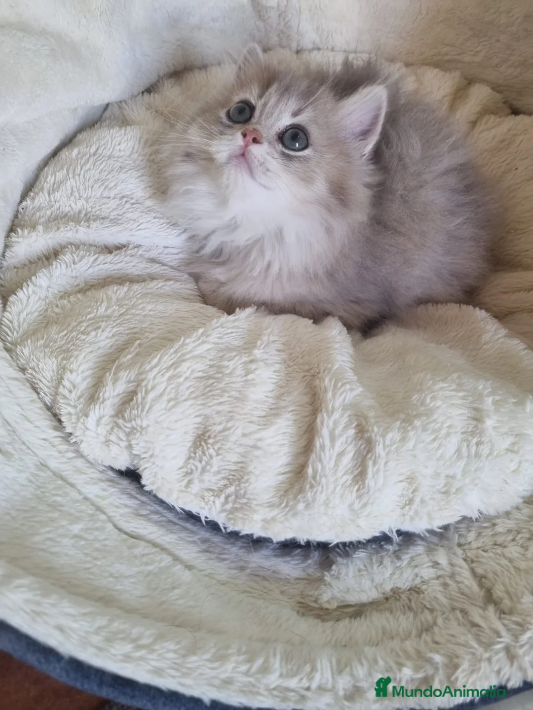 Británico de Pelo Corto gatos en venta: British Chinchilla Lillac - Anuncio 4