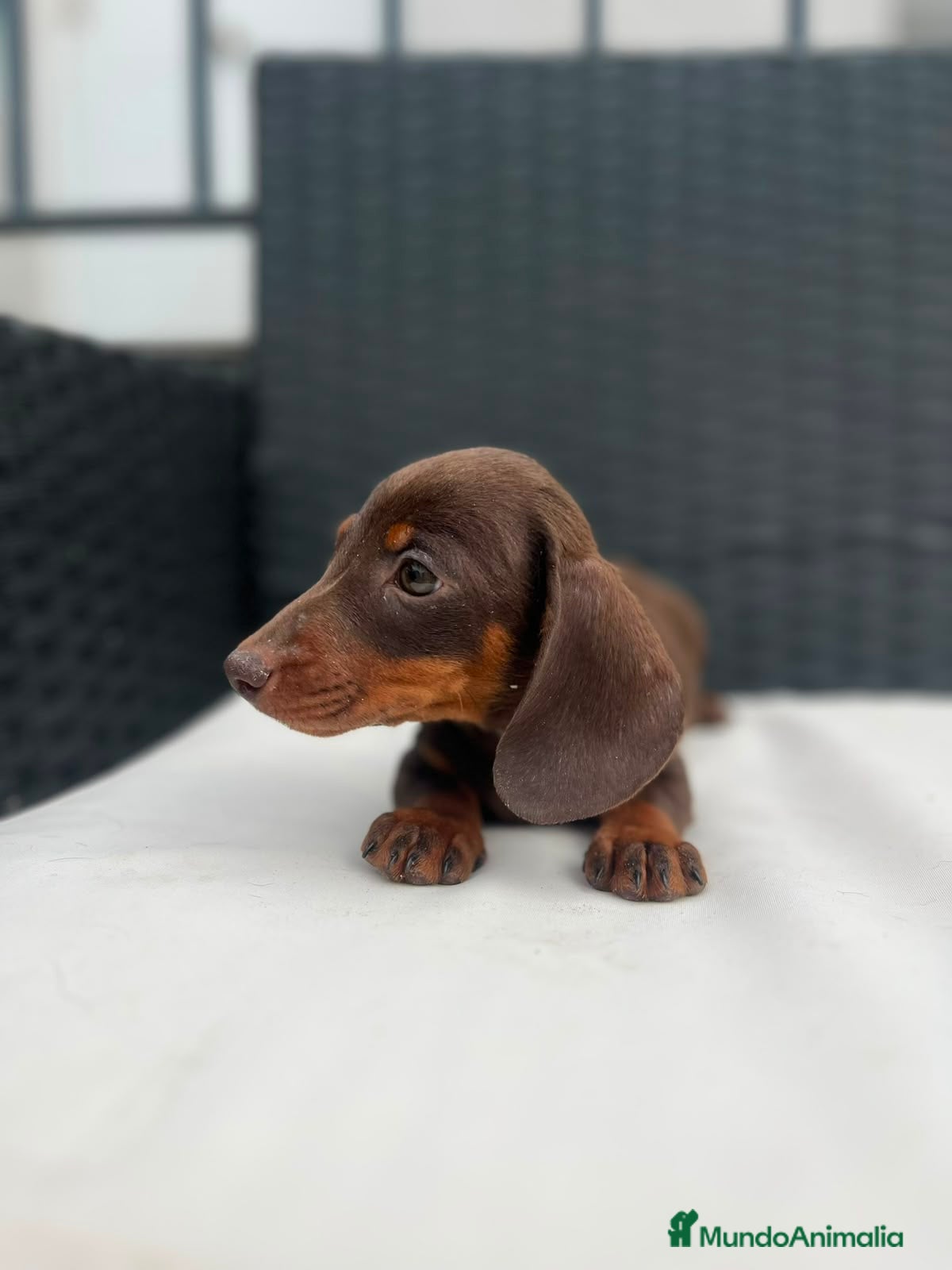 Teckel Miniatura perros Cachorro de Teckel chocolate miniatura  - Anuncio 1