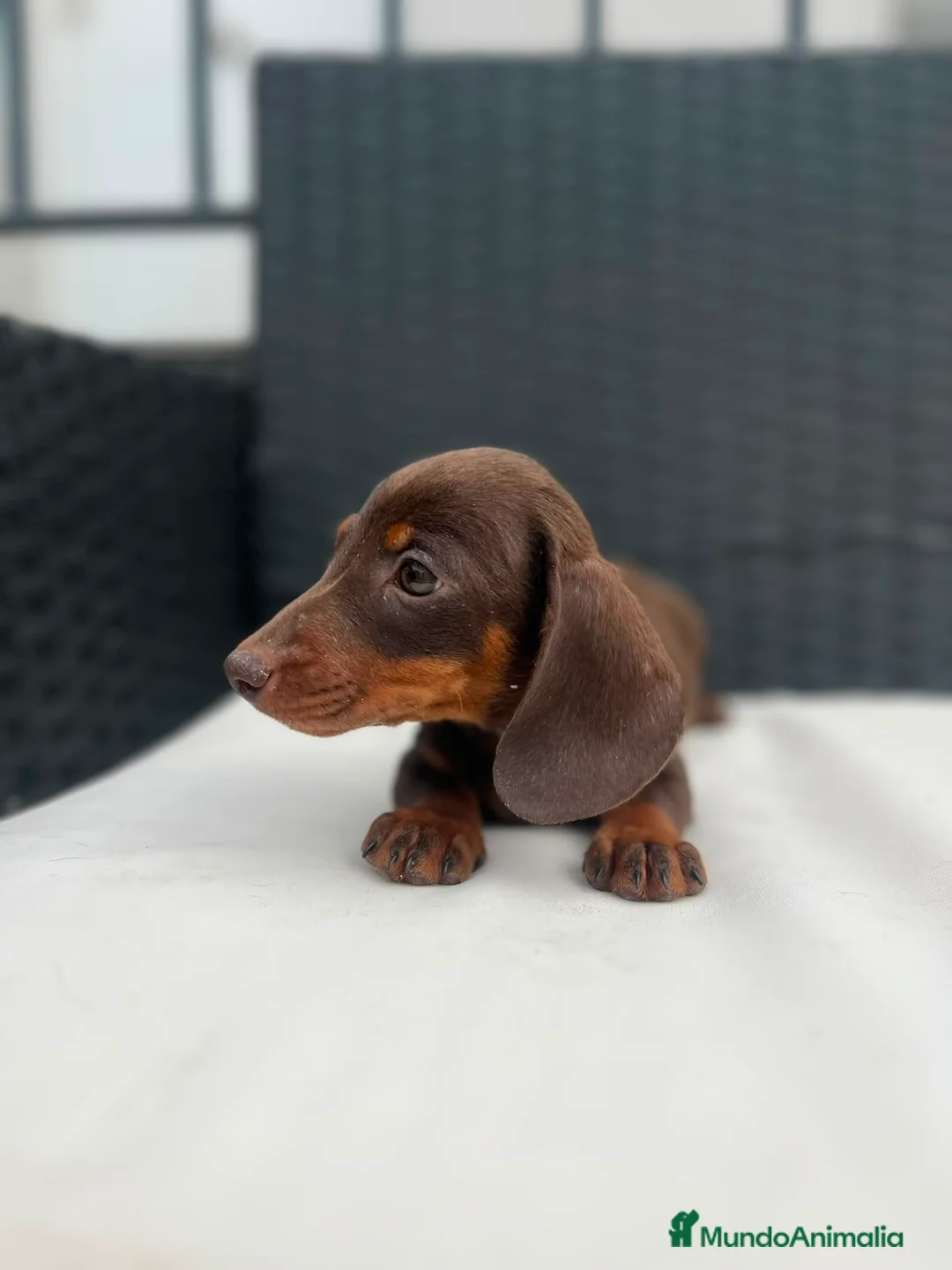 Teckel Miniatura perros en venta: Cachorro de Teckel chocolate miniatura  - Anuncio 1