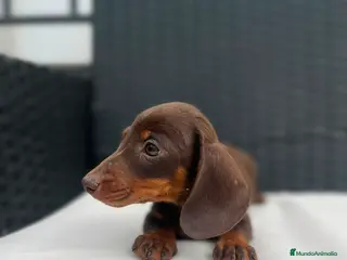 Teckel Miniatura perros Cachorro de Teckel chocolate miniatura - Anuncio 5