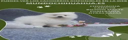 Pomerania perros en venta: PRECIOSO CACHORITO DE POMERANIA TOY    - Anuncio 3