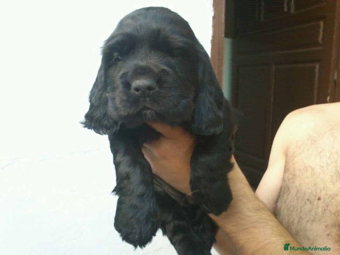 Cocker Spaniel Inglés perros en venta: Cocker Spaniel calidad - Imagen 2