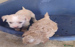 Perro Crestado Chino perros en venta: Maltipoo y crestado chino - Anuncio 1