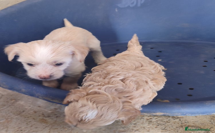 Perro Crestado Chino perros Maltipoo y crestado chino - Anuncio 1