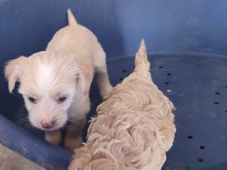 Perro Crestado Chino perros Maltipoo y crestado chino - Anuncio 1