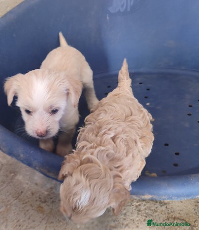 Perro Crestado Chino perros Maltipoo y crestado chino - Anuncio 1