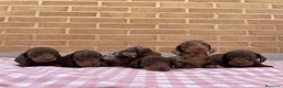 Teckel Miniatura perros en venta: Cachorros Teckel miniatura chocolate y arlequín  - Anuncio 5