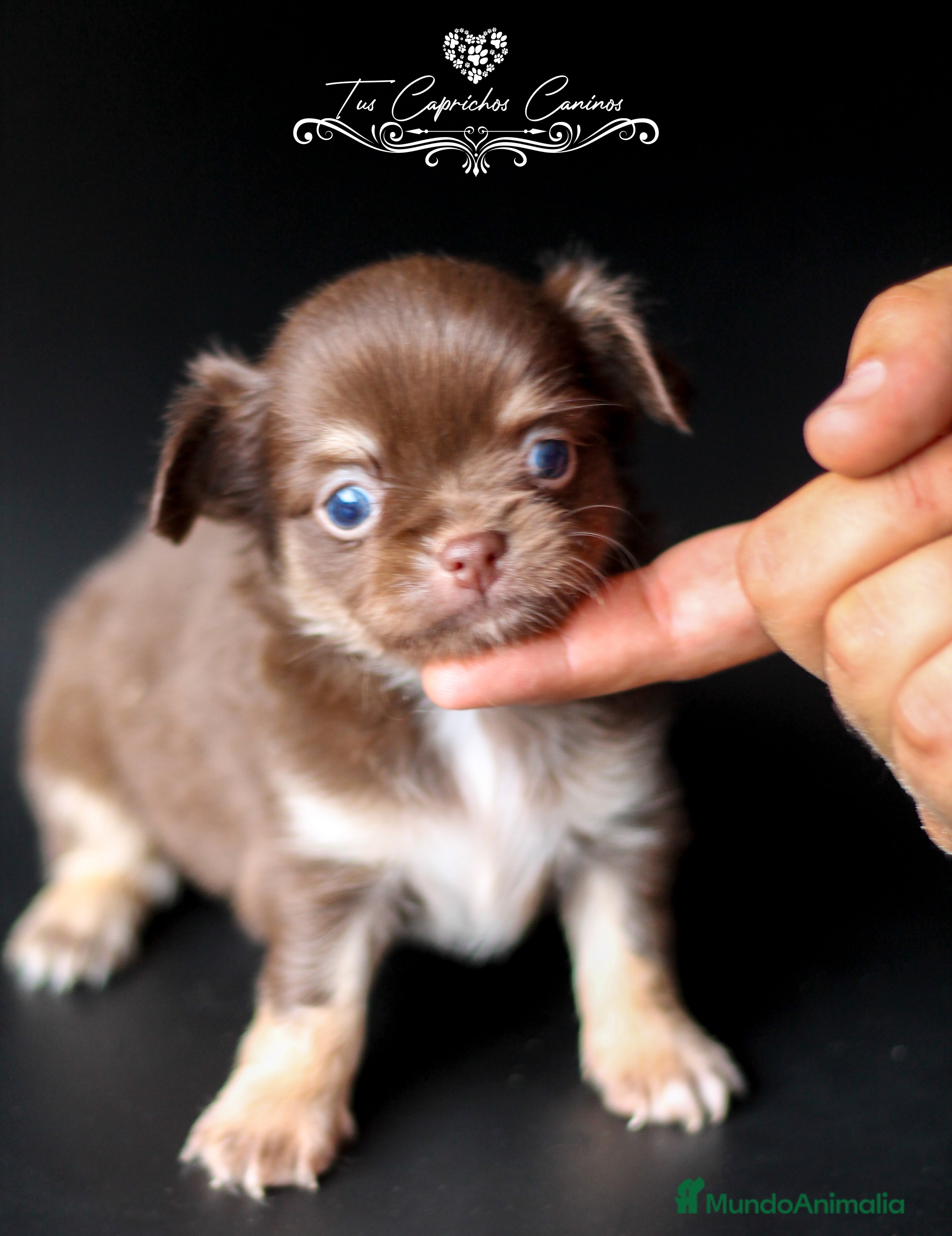 Chihuahua perros CHIHUAHUA TRICOLOR CHOCOLATE PELO LARGO  en Cantabria - Anuncio 19