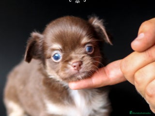 Chihuahua perros en Cantabria - Anuncio 21