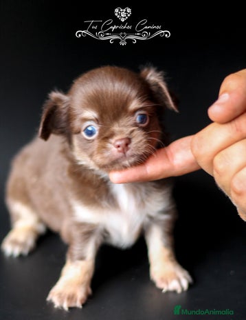 Chihuahua perros en Cantabria - Anuncio 9