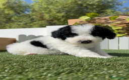 Perro de Agua Español perros en venta: PERRO DE AGUA ESPAÑOL MACHO - Imagen 9