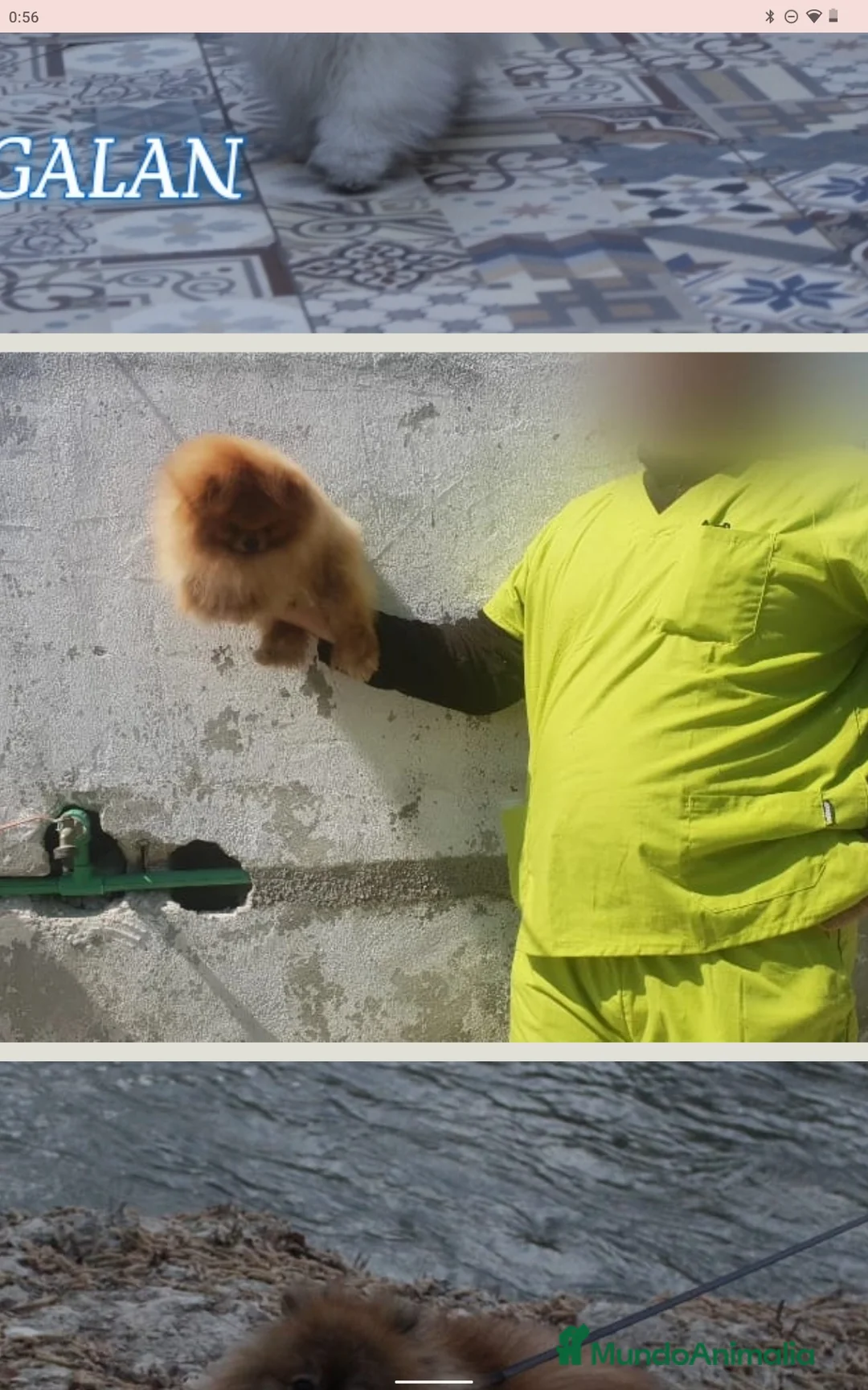 Pomerania perros en venta: Pomerania alta calidad  - Anuncio 2