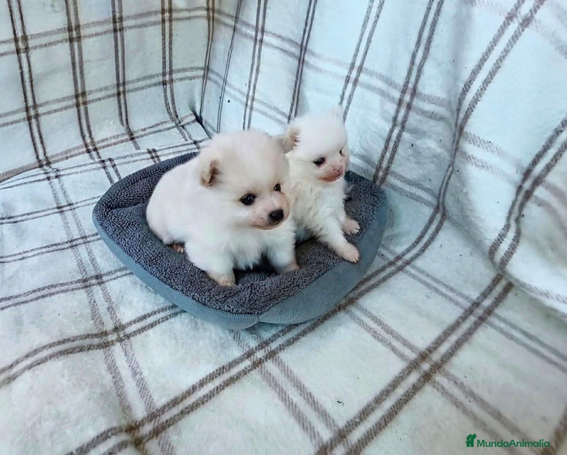 Pomerania perros POMERANIAS MACHITOS CHIQUITINES  - Anuncio 1