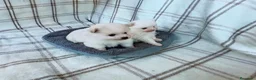 Pomerania perros en venta: POMERANIAS MACHITOS CHIQUITINES  - Anuncio 1