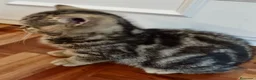 Británico de Pelo Corto gatos en venta: CAMADA DE GATO/AS BRITISH SHORTAIR - Anuncio 11