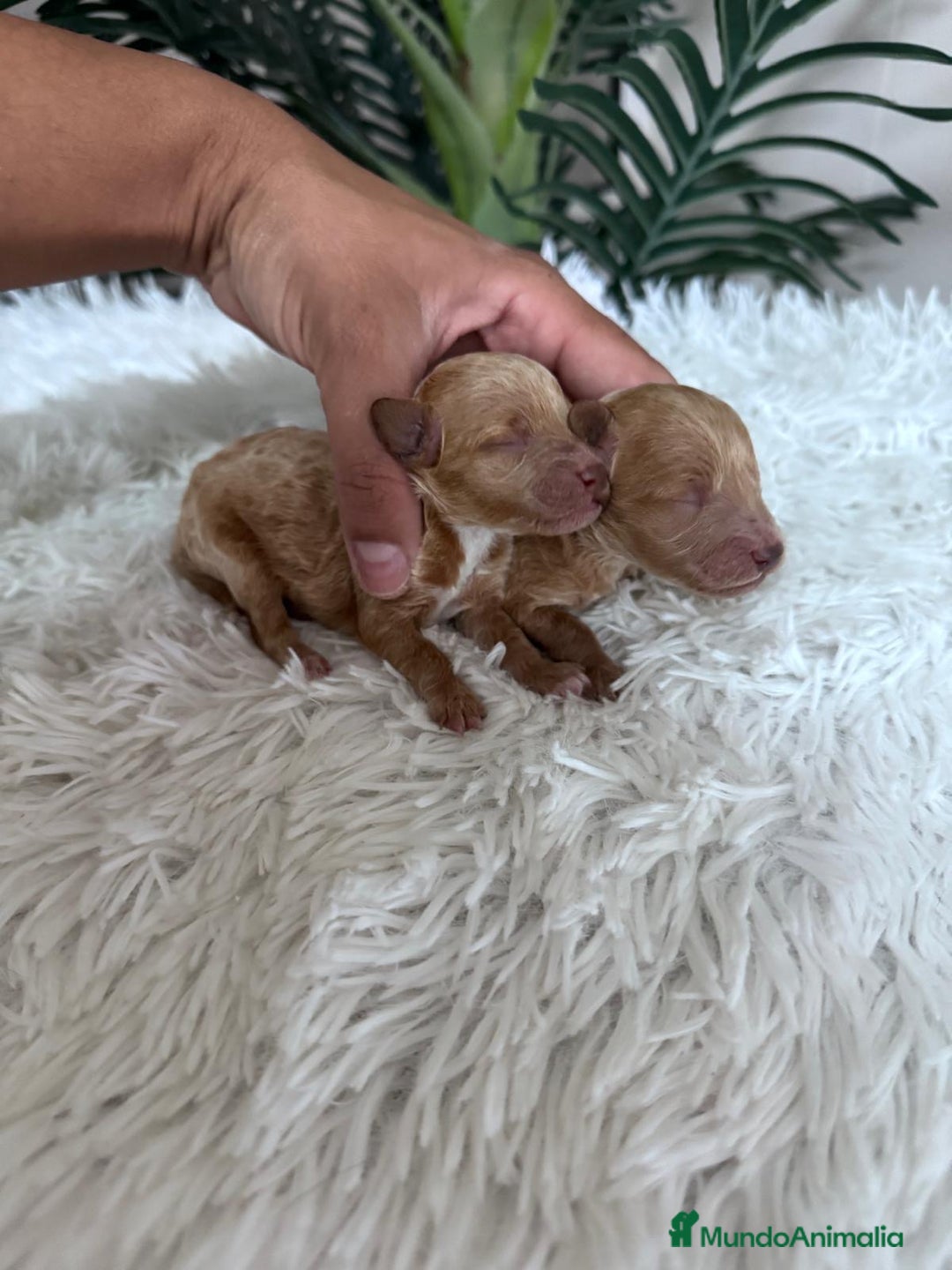 Caniche Toy perros en venta: CANICHE TOY - Imagen 16