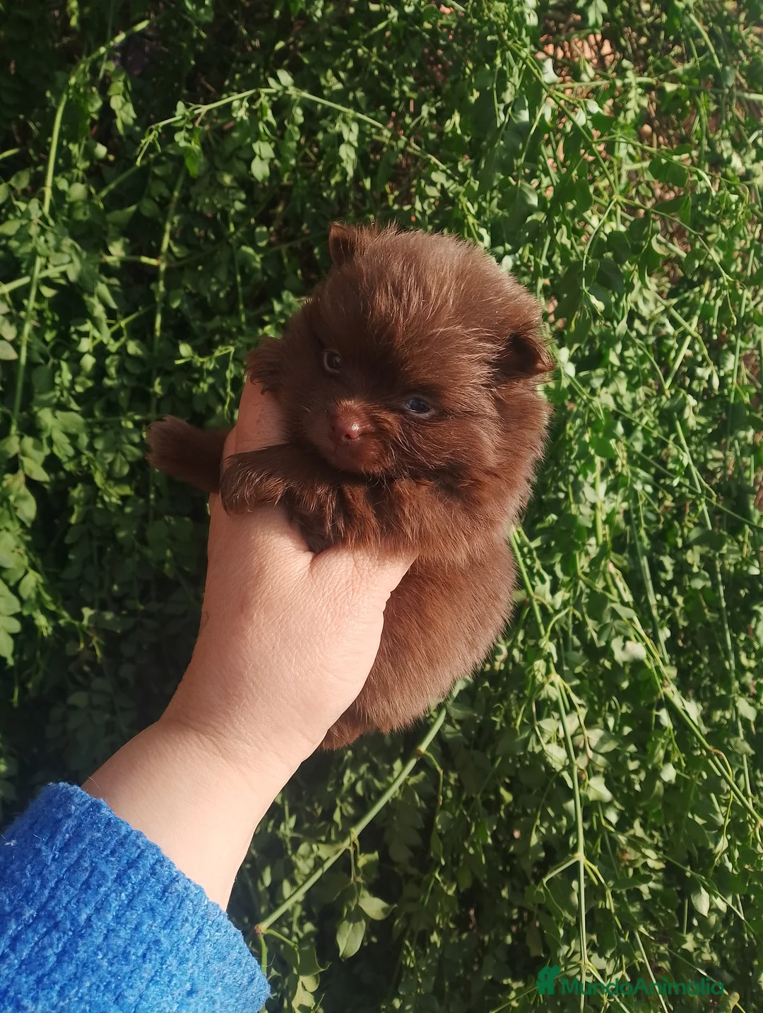 Pomerania perros en venta: Pomerania (pomchi) - Anuncio 3