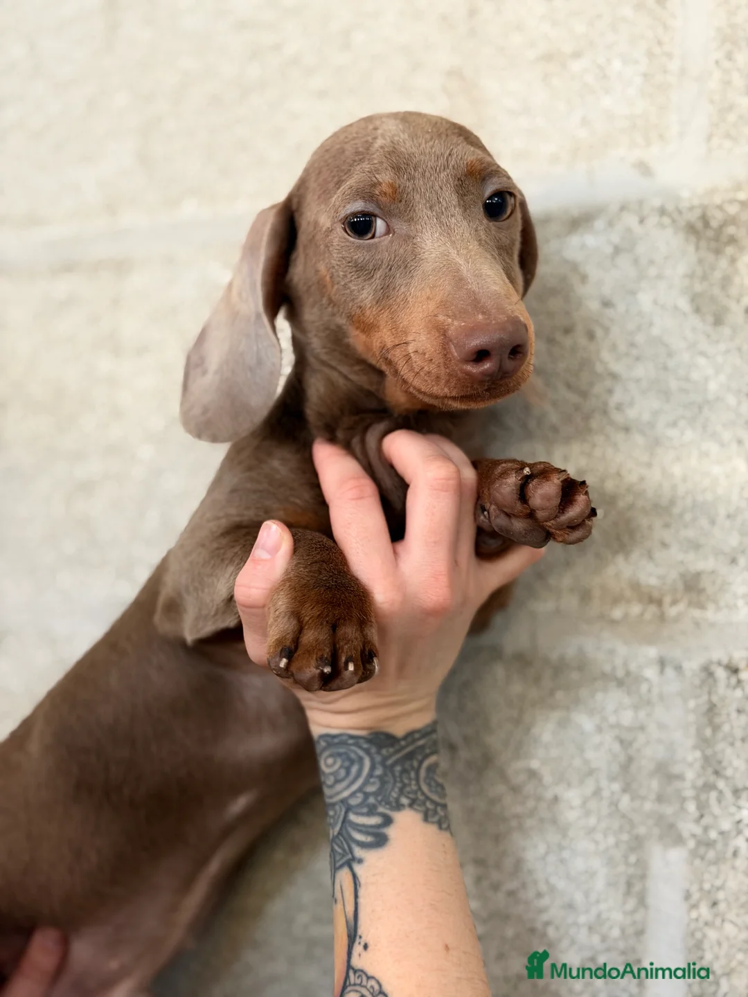 Teckel Miniatura perros en venta: Teckel  Isabella mini  - Anuncio 1