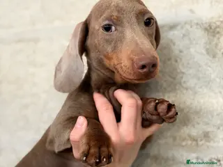 Teckel Miniatura perros Teckel Isabella mini - Anuncio 4