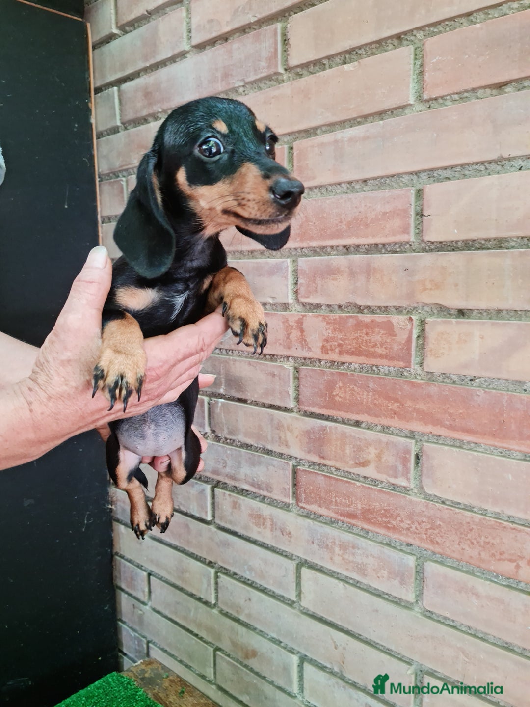 Teckel perros en venta: Teckel  canichen - Imagen 2