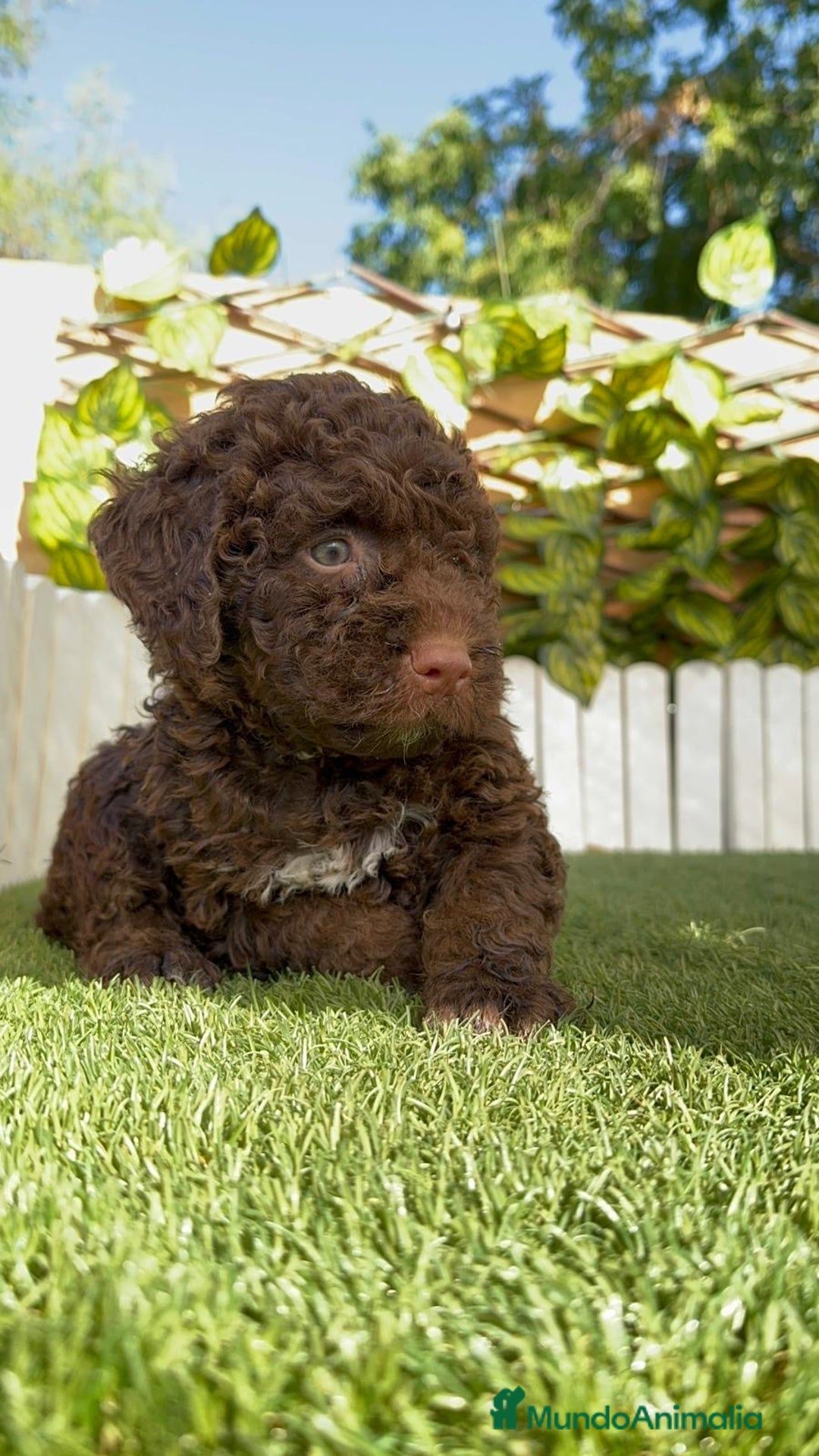 Perro de Agua Español perros en venta: PERRO DE AGUA HEMBRA - Imagen 7